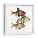 Arco Iris Fish Ii - Emma Scarvey | Cuadro decorativo de Canvas Lab