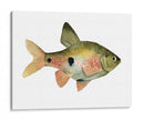 Arco Iris Fish Iii - Emma Scarvey | Cuadro decorativo de Canvas Lab