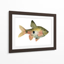 Arco Iris Fish Iii - Emma Scarvey | Cuadro decorativo de Canvas Lab
