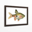Arco Iris Fish Iii - Emma Scarvey | Cuadro decorativo de Canvas Lab