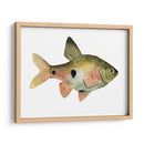 Arco Iris Fish Iii - Emma Scarvey | Cuadro decorativo de Canvas Lab