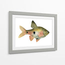 Arco Iris Fish Iii - Emma Scarvey | Cuadro decorativo de Canvas Lab