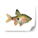 Arco Iris Fish Iii - Emma Scarvey | Cuadro decorativo de Canvas Lab