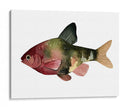 Arco Iris Fish Iv - Emma Scarvey | Cuadro decorativo de Canvas Lab