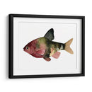 Arco Iris Fish Iv - Emma Scarvey | Cuadro decorativo de Canvas Lab