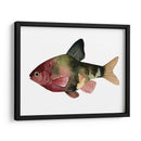 Arco Iris Fish Iv - Emma Scarvey | Cuadro decorativo de Canvas Lab