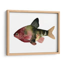 Arco Iris Fish Iv - Emma Scarvey | Cuadro decorativo de Canvas Lab
