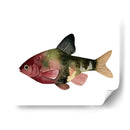 Arco Iris Fish Iv - Emma Scarvey | Cuadro decorativo de Canvas Lab