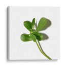 Verdolaga - Chef Capellini | Cuadro decorativo de Canvas Lab