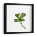 Verdolaga - Chef Capellini | Cuadro decorativo de Canvas Lab