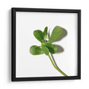 Verdolaga - Chef Capellini | Cuadro decorativo de Canvas Lab