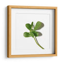 Verdolaga - Chef Capellini | Cuadro decorativo de Canvas Lab