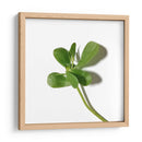 Verdolaga - Chef Capellini | Cuadro decorativo de Canvas Lab