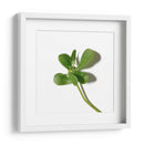 Verdolaga - Chef Capellini | Cuadro decorativo de Canvas Lab