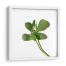 Verdolaga - Chef Capellini | Cuadro decorativo de Canvas Lab