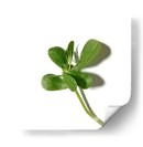 Verdolaga - Chef Capellini | Cuadro decorativo de Canvas Lab