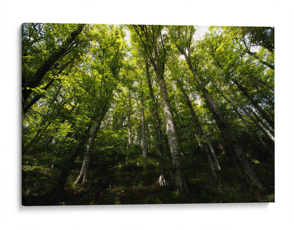 Bosque - Ariadne Contreras | Cuadro decorativo de Canvas Lab