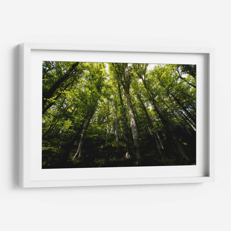 Bosque - Ariadne Contreras | Cuadro decorativo de Canvas Lab