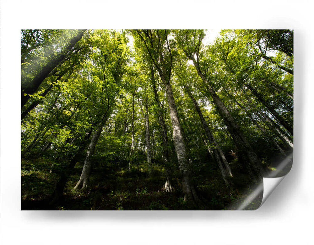 Bosque - Ariadne Contreras | Cuadro decorativo de Canvas Lab