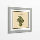Fruta Italiana Iv - Vision Studio | Cuadro decorativo de Canvas Lab