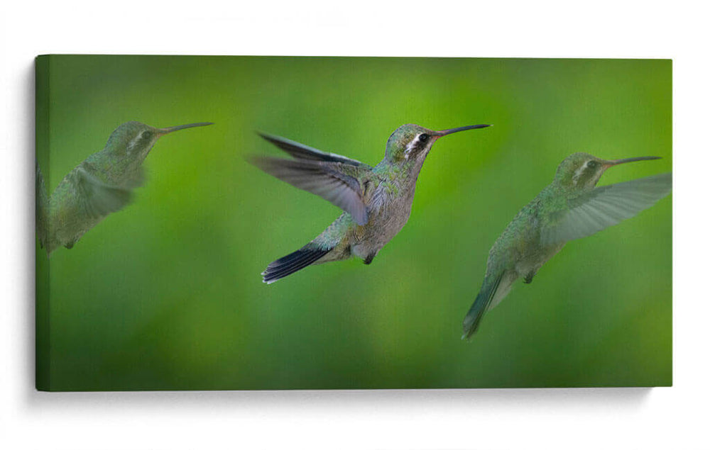 Colibrí - Ariadne Contreras | Cuadro decorativo de Canvas Lab