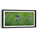 Colibrí - Ariadne Contreras | Cuadro decorativo de Canvas Lab