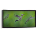 Colibrí - Ariadne Contreras | Cuadro decorativo de Canvas Lab