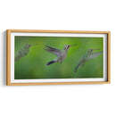 Colibrí - Ariadne Contreras | Cuadro decorativo de Canvas Lab