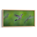 Colibrí - Ariadne Contreras | Cuadro decorativo de Canvas Lab