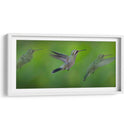 Colibrí - Ariadne Contreras | Cuadro decorativo de Canvas Lab