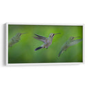 Colibrí - Ariadne Contreras | Cuadro decorativo de Canvas Lab