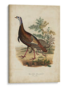 Pavo Salvaje - Charles L. Bonapart | Cuadro decorativo de Canvas Lab