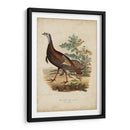 Pavo Salvaje - Charles L. Bonapart | Cuadro decorativo de Canvas Lab