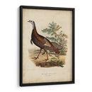 Pavo Salvaje - Charles L. Bonapart | Cuadro decorativo de Canvas Lab