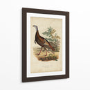 Pavo Salvaje - Charles L. Bonapart | Cuadro decorativo de Canvas Lab