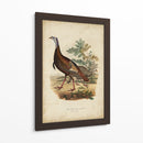 Pavo Salvaje - Charles L. Bonapart | Cuadro decorativo de Canvas Lab
