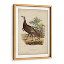 Pavo Salvaje - Charles L. Bonapart | Cuadro decorativo de Canvas Lab