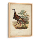 Pavo Salvaje - Charles L. Bonapart | Cuadro decorativo de Canvas Lab