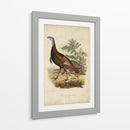 Pavo Salvaje - Charles L. Bonapart | Cuadro decorativo de Canvas Lab