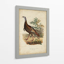 Pavo Salvaje - Charles L. Bonapart | Cuadro decorativo de Canvas Lab