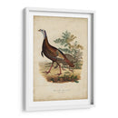 Pavo Salvaje - Charles L. Bonapart | Cuadro decorativo de Canvas Lab