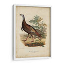 Pavo Salvaje - Charles L. Bonapart | Cuadro decorativo de Canvas Lab