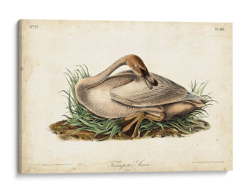 Trumpeter Swan Ii - John James Audubon | Cuadro decorativo de Canvas Lab
