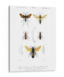 Bees Antiguas I - Blanchard | Cuadro decorativo de Canvas Lab