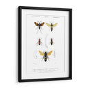 Bees Antiguas I - Blanchard | Cuadro decorativo de Canvas Lab