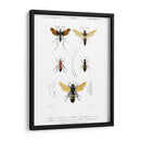 Bees Antiguas I - Blanchard | Cuadro decorativo de Canvas Lab