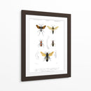 Bees Antiguas I - Blanchard | Cuadro decorativo de Canvas Lab
