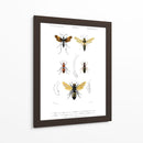 Bees Antiguas I - Blanchard | Cuadro decorativo de Canvas Lab