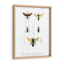 Bees Antiguas I - Blanchard | Cuadro decorativo de Canvas Lab
