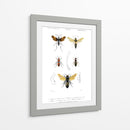 Bees Antiguas I - Blanchard | Cuadro decorativo de Canvas Lab